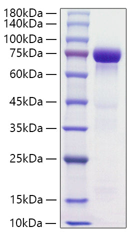 Recombinant Human HRG/HPRG Protein