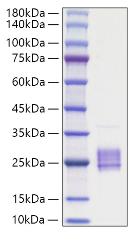 Recombinant Mouse IL-23A Protein