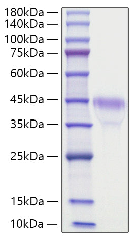Recombinant Mouse R-spondin-1/RSPO1 Protein