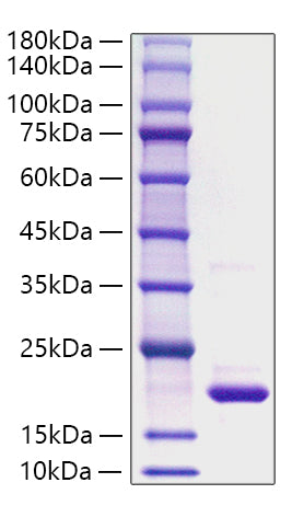 Recombinant Rat IL-1Ra/IL-1F3/IL-1RN Protein