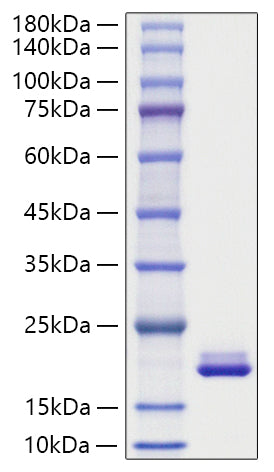 Recombinant Mouse MYDGF Protein