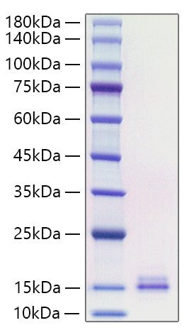 Recombinant Human CCL19/MIP-3 beta Protein