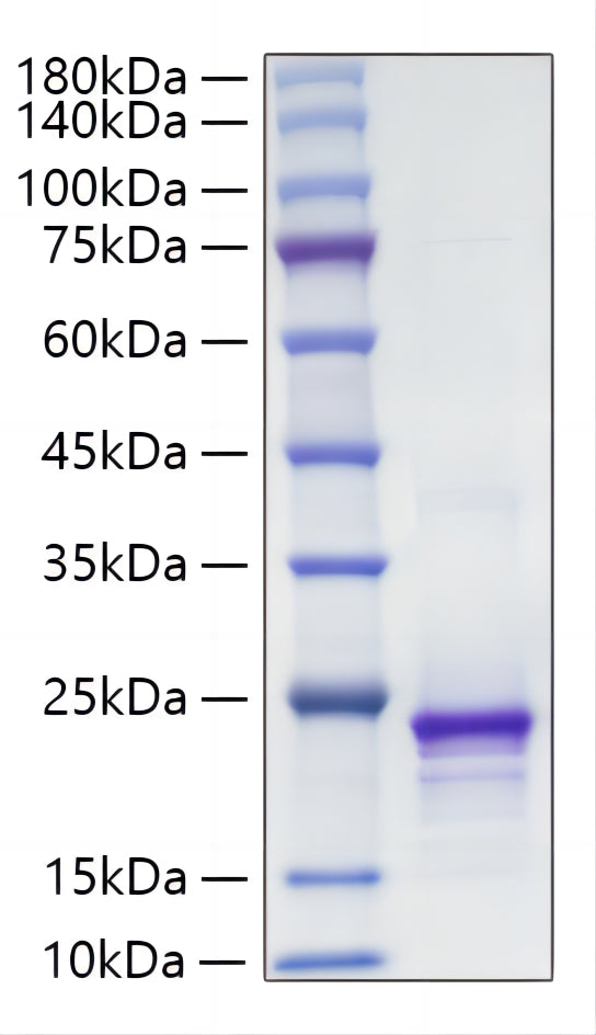 Recombinant Mouse FGF-10 Protein