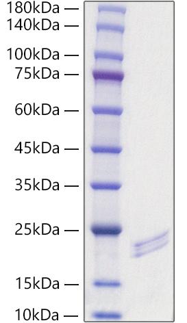 Recombinant Mouse FGF-6 Protein