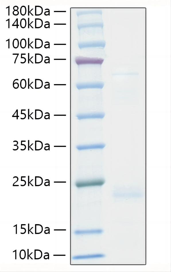 Recombinant Human TNF-beta/LT-alpha Protein