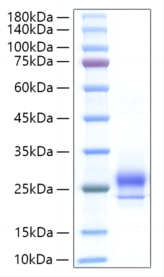 Recombinant Human IFN-alpha H2/IFNA14 Protein