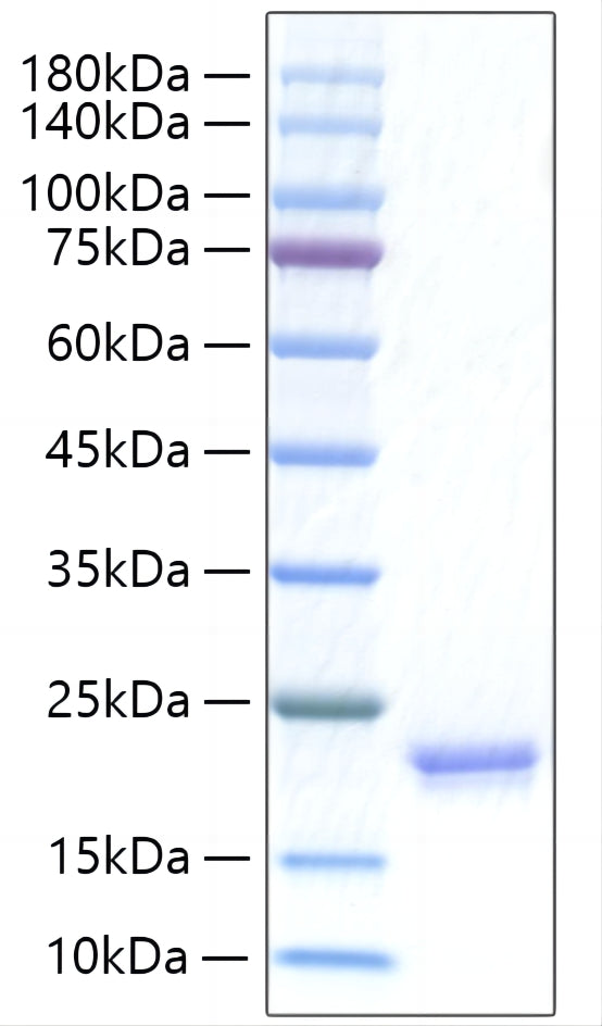 Recombinant Human IFN-alpha I/IFN17 Protein