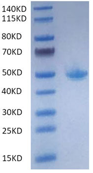 Recombinant Mouse FcRn Protein
