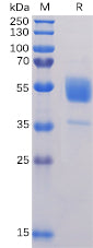 Recombinant Human CD37 Protein