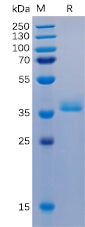 Recombinant Human GPRC5D Protein