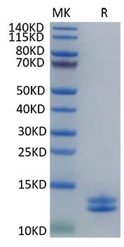 Recombinant Human Calprotectin(S10A8/S10A9) Protein