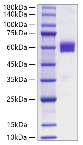 Recombinant Human Flt3 ligand/Flt3L Protein