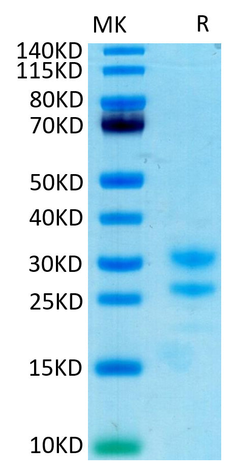 Recombinant Cynomolgus IL-17A/CTLA-8 Protein