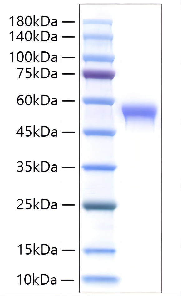 Recombinant Human Siglec-8/SAF-2 Protein