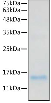 Recombinant Human IL-20 Protein