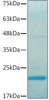 Recombinant Human IL-37/IL-1F7 Protein