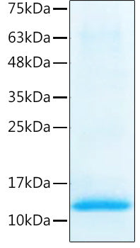 Recombinant Human/Mouse/Rat BMP-2 Protein