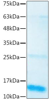 Recombinant Human BMP-3 Protein