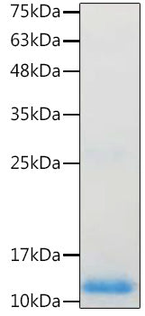 Recombinant Human/Mouse/Rat BMP-4 Protein