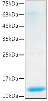 Recombinant Human BMP-7 Protein