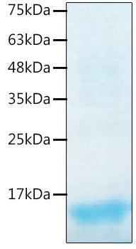 Recombinant Human TGF-beta 1 Protein