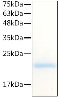 Recombinant Human CSF-3/G-CSF/Pluripoietin Protein