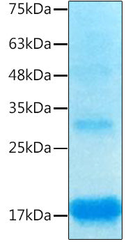 Recombinant Human/Mouse/Rat Inhibin beta A/Activin A Protein