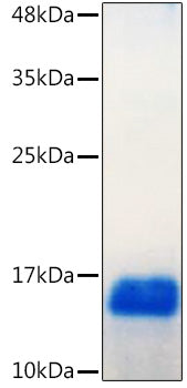 Recombinant Human GDNF Protein