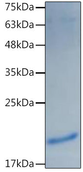 Recombinant Mouse IL-1 alpha Protein