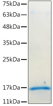 Recombinant Mouse IL-17A/CTLA-8 Protein