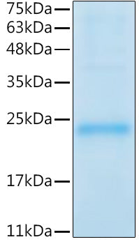 Recombinant Mouse Leukemia inhibitory factor/LIF Protein