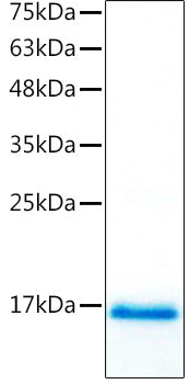 Recombinant Mouse TGF-beta 1 Protein
