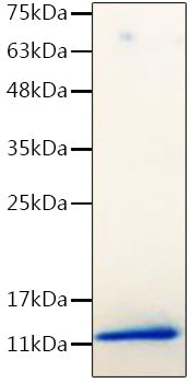 Recombinant Mouse IGF-I Protein