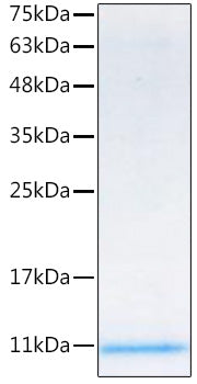 Recombinant Mouse IGF-II Protein