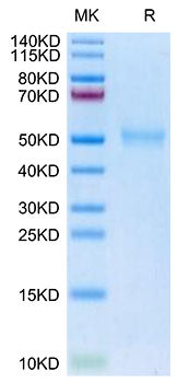 Biotinylated Recombinant Human TGFR-1/ALK-5 Protein
