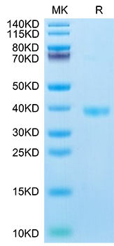Recombinant Mouse JAM-A Protein