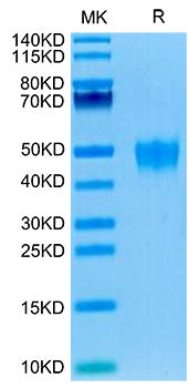 Recombinant Human KIR2DL5 Protein