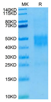 Recombinant Human NKG2C/CD159c Protein
