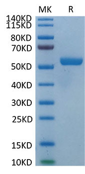 Biotinylated Recombinant Human HLA-E*01:03 Complex Protein