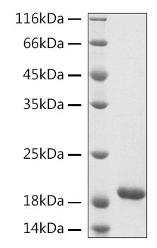 Recombinant Human FLAP/ALOX5AP Protein