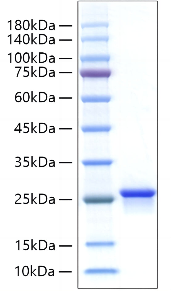 Recombinant Human IFN-alpha B2/IFNA8 Protein