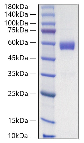 Recombinant Human Placenta growth factor/PLGF-131 Protein
