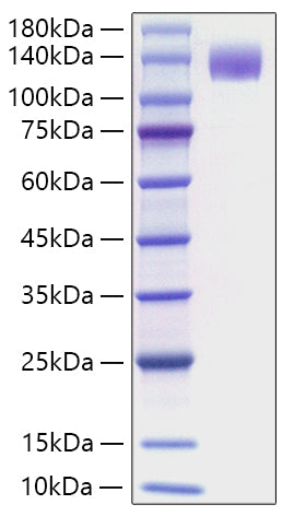 Recombinant Mouse FLT-3/FLK-2 Protein