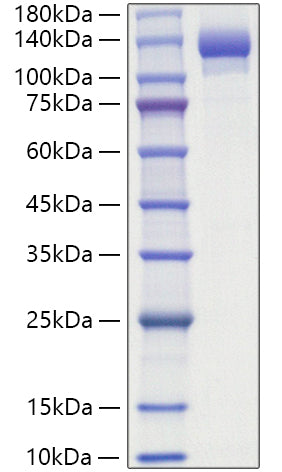 Recombinant Human ENPP-1 Protein