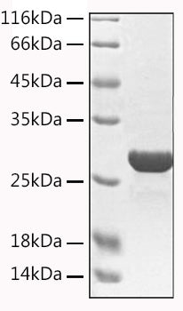 Recombinant Human Granzyme A Protein