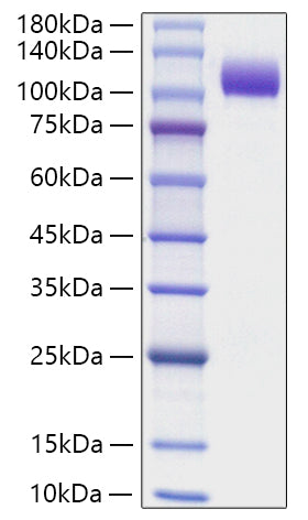 Recombinant Human NCAM-1/CD56 Protein