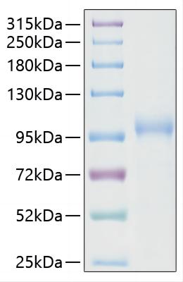 Recombinant SARS-CoV-2 RNA-dependent RNA polymerase/RDRP Protein