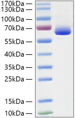 Recombinant Human NF-L/NEFL Protein