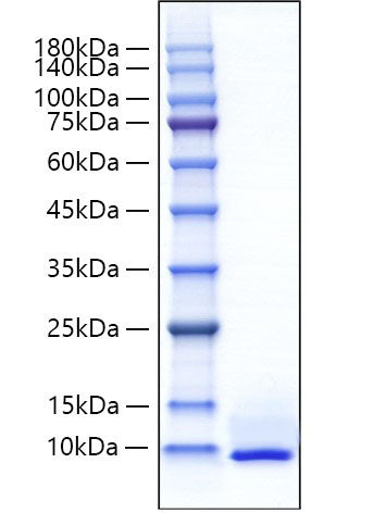 Recombinant Mouse CXCL5 Protein