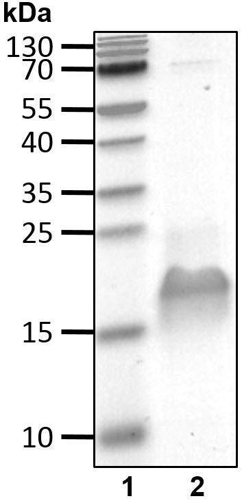 Recombinant Human RNF4-4xSIM protein